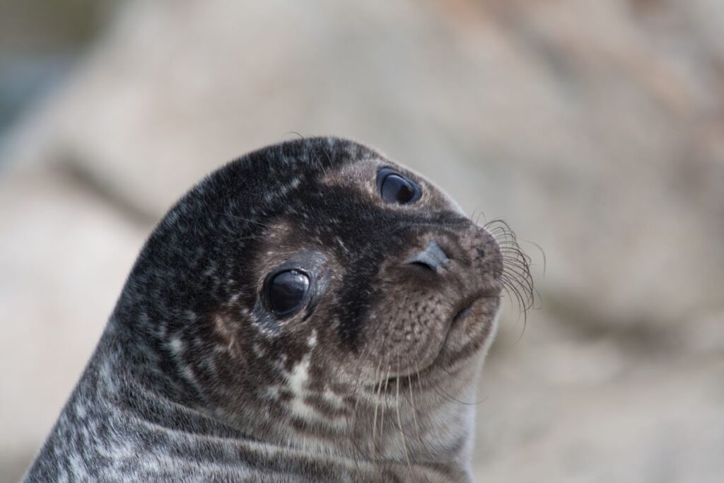 Napozó fóka - Lofoten, Norvégia
