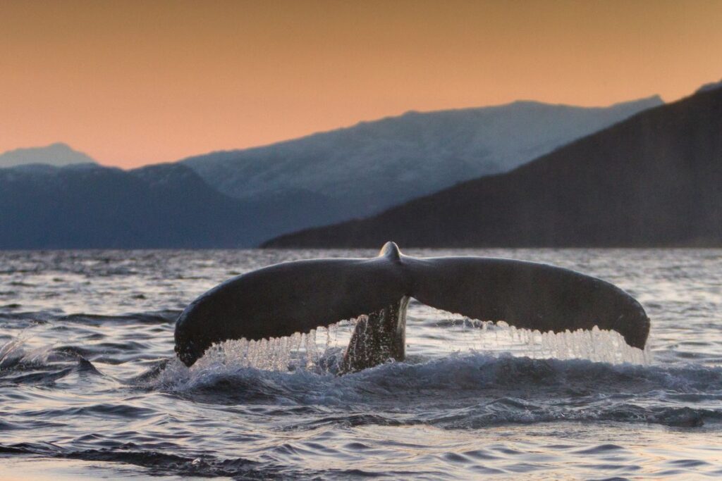Tromsø bálnales, Norvégia