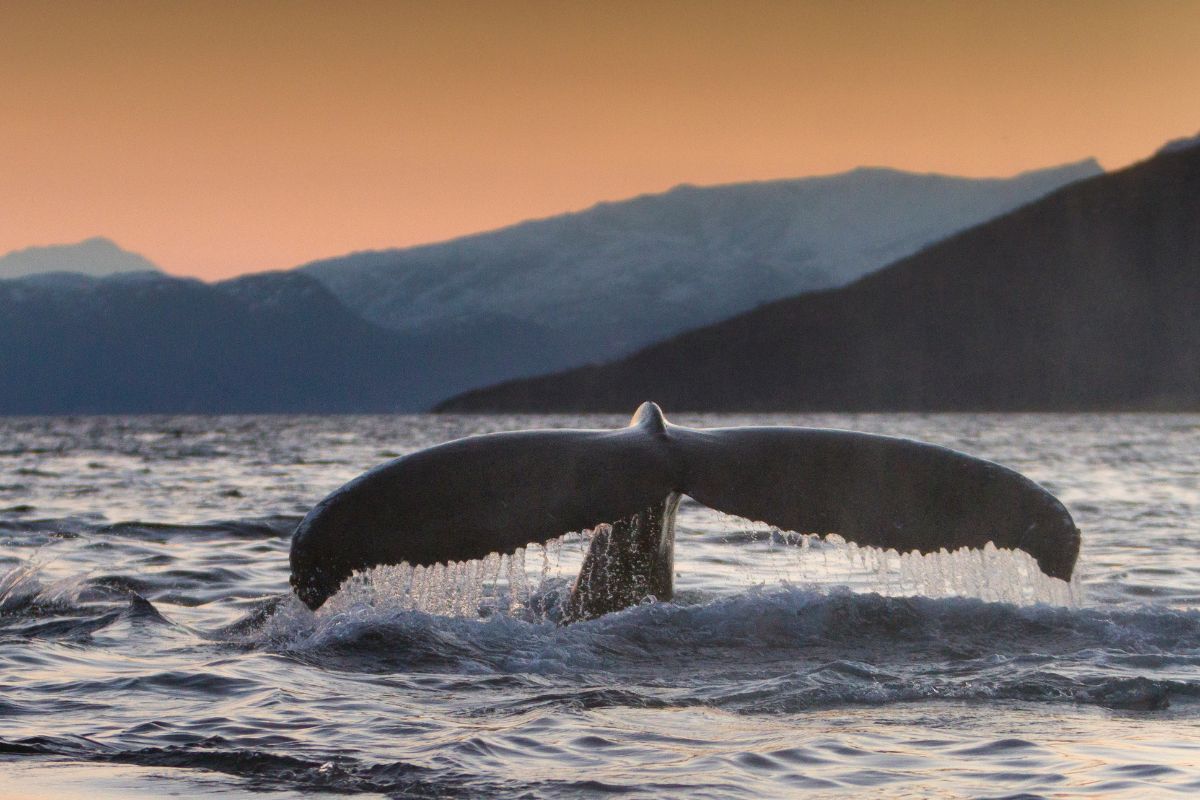 Tromsø bálnales, Norvégia
