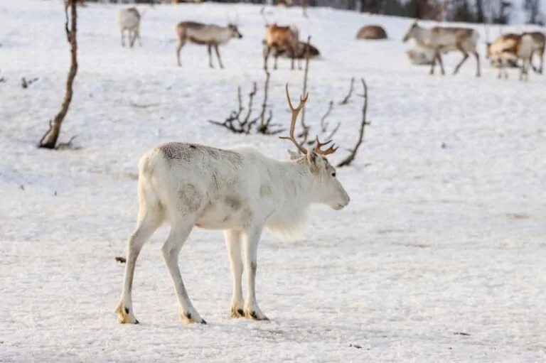 Rénszarvas Tromsø környékén — Sarki fény Norvégiában körutazás