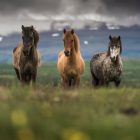 Három jellegzetes izlandi ló - Észak -Izland