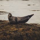 Fóka az izlandi tengerparton