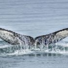 Bálna Akureyri partjainál - Észak-Izland