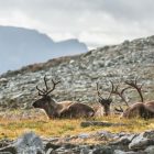 Rénszarvas Tromsoben, Norvégia